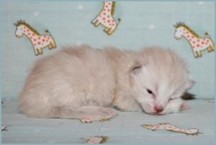 Female Siberian Kitten from Deedlebug Siberians